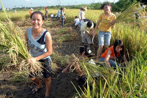 我为农民伯伯收稻谷
