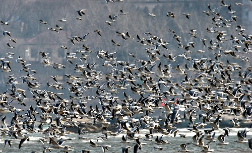 11月7日,一群候鸟在北戴河湿地飞舞。被国际湿地保护组织命名的“北戴河湿地”面积达50多万亩,良好的生态环境吸引了全国近1/3的鸟种在这里繁衍生息,其中属国家重点保护动物的有近70种。为了更好地保护湿地,2008年秦皇岛市斥资4000万先后拆除了湿地内的临违建筑,栽植了10万多株乔木、灌木和6万平方米地被植物,打通了湿地与周边水系的连接,生态景观、林地、水质等得到恢复治理。新华社记者 杨世尧 摄