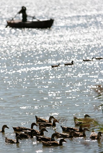 9月7日,一群鸭子在东风水库的水面上觅食 新华社记者 庞兴雷 摄