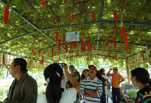 8月26日,市民在参观植物展区。当日,第七届中国长春国际农业食品博览(交易)会开幕。本届农博会由农业部、吉林省人民政府和长春市政府联合主办。展会以“科技与绿色、交流与发展”为主题,以“引领现代农业、扩大经贸交流、推动产业发展、构建新型农村”为宗旨,搭建交流合作平台,加快农民增收致富的步伐,推动长春乃至吉林农业走向世界的进程。 新华社记者 邵守志 摄