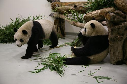 12月23日,“团团”“圆圆”正在进食,这是它们抵达台湾以后的第一顿正餐,食用的是随机运抵的四川竹子,还有园方精心准备的台湾产桂竹、苹果、窝窝头等。赠台大熊猫“团团”“圆圆”12月23日下午5时许搭乘台湾长荣航空公司专机抵达台北桃园机场;随后换乘专车,于晚间7时30分许抵达它们的新家——台北市立动物园新光特展馆。新华社发