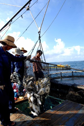 中国石油天然气集团公司三亚深海网箱养殖基地的职工把鱼货装上运输船。该基地的鱼货一半以上用于出口(2007年7月27日摄)。 海南岛拥有长约1800公里的海岸线,适宜海洋养殖的海域面积大,近年来,当地充分利用这一资源优势,大力发展海洋养殖业。目前,海南海洋养殖已经从过去的岸上高位池养殖、滩涂和浅海网箱养殖向深海养殖发展,鲍鱼、石斑鱼、牡蛎、对虾等珍贵海产品养殖发展迅速。2007年,海南水产品总产量达183万吨,出口10.5万吨。 新华社记者姜恩宇摄