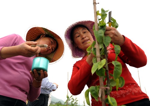 4月23日,绵竹市农民正在对果树进行管理。 为了提高地震灾区四川省绵竹市农业技术水平,对口援建的江苏省投资2150万元,在绵竹成立了高效农业示范园。示范园核心示范面积300亩,示范面积5000亩,将辐射50000亩农田。该示范园引进了各类优质的水果、蔬菜品种,江苏援建者按照“做给农民看,带着农民干,帮助农民销,促进农民赚”的路子,带领灾区农民增收致富。 新华社记者陈燮摄