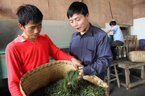 5月15日,吴德华(左二)仔细检查刚出锅的新茶。 十几年前,歙县霞坑镇石潭村农民吴德华因一次意外失去了右上肢,但他身残志不残,凭着坚强的意志勇于创业,于2002年创办了“茶之源”制茶厂。茶厂每年生产茶叶近700担,年收入10余万元。吴德华不忘牵手身边的残疾乡亲共同走上致富路。他的茶厂优先安排残疾人就业,残疾工人每天收入达100余元。 新华社稿(吴建平摄)