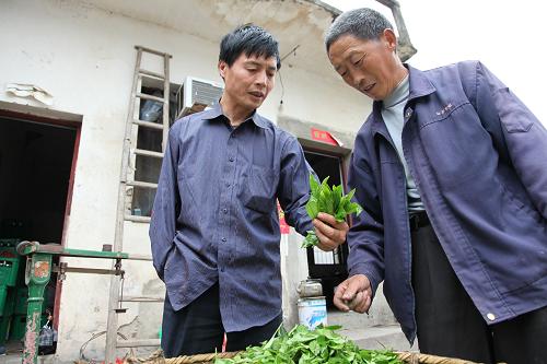 5月15日,吴德华(左)与茶农交流茶叶质量。 十几年前,歙县霞坑镇石潭村农民吴德华因一次意外失去了右上肢,但他身残志不残,凭着坚强的意志勇于创业,于2002年创办了“茶之源”制茶厂。茶厂每年生产茶叶近700担,年收入10余万元。吴德华不忘牵手身边的残疾乡亲共同走上致富路。他的茶厂优先安排残疾人就业,残疾工人每天收入达100余元。 新华社稿(吴建平摄)