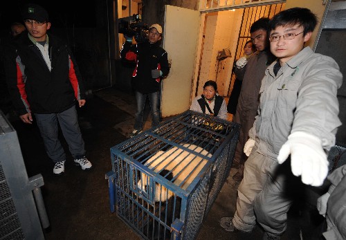 12月23日,工作人员将大熊猫装笼上车。 当日,大熊猫“团团”“圆圆”将乘专机飞赴台湾。目前,“团团”“圆圆”已被送上开往成都双流机场的全封闭式货车,身体、精神状况良好。 新华社记者 陈燮 摄
