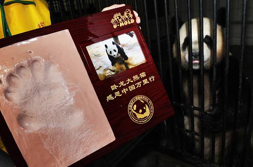3月11日,工作人员在广州长隆大熊猫中心展示刚刚采集的卧龙大熊猫友友的脚印。 新华社记者 刘大伟 摄