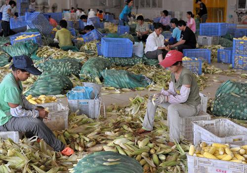 8月4日,在广西横县六景工业园区一家罐头食品厂,工人正在为准备加工成罐头食品的甜玉米剥皮。新华社记者 周华 摄