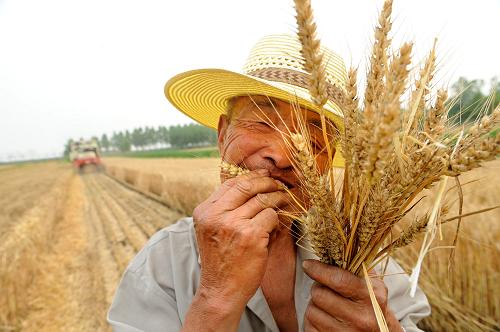 6月22日,即墨市龙泉街道办事处村民于祥德在鉴别自己地里小麦的饱满度。我国第二大小麦主产区山东省夏粮收获已过大半,丰收已成定局。连日来,齐鲁各地正利用晴好天气进行冬小麦的最后抢收。截至21日17时,山东已累计收获小麦4428.5万亩,占全省应收面积的83%。记者从山东省农业厅和山东省农机办了解到,从目前已经收获情况看,预计山东小麦平均亩产385.5公斤,总产可达206亿公斤左右,在今春遭遇持续寒流不利天气的影响下,仍超过去年实现连续8年增产。新华社记者李紫恒摄