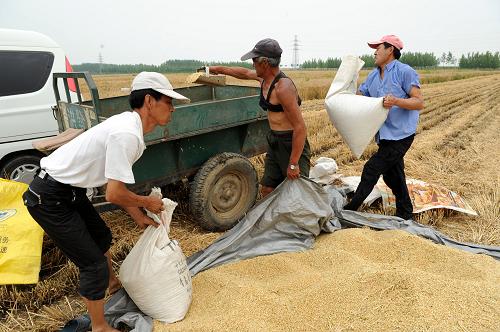 6月22日,即墨市龙泉街道办事处村民在地里装运收割的小麦。新华社记者李紫恒摄