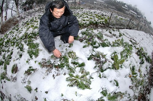这是湖南宁乡县境内被厚厚冰雪覆盖的菜地(1月25日摄)。 新华社记者 龙弘涛 摄