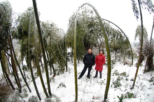 这是湖南宁乡县境内一片因冰冻不堪重负而折腰的竹林(1月25日摄)。 新华社记者 龙弘涛 摄