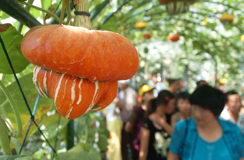 这是植物展区内展出的观赏型南瓜(8月17日摄).新华社记者 徐家军 摄