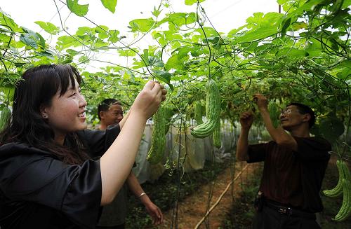 云南省河口瑶族自治县河口镇城郊村的大学生“村官”杨春丽在大棚内对苦瓜进行田间管理(3月20日摄)。2008年,云南省通过公开考试的方式选聘了2000名高校毕业生到村任职工作。近一年来,这些大学生“村官”已经融入当地群众的生产生活,在农村基层充分发挥着自己的聪明才智。据悉,2009年云南省将再选聘1万名大学生“村官”,以基本实现全省每个村委会都有一名大学生“村官”的目标。新华社记者 蔺以光 摄