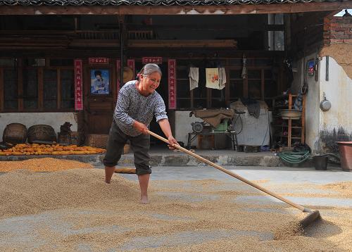 村民杨祖芹在晾晒秋粮(10月16日摄)。位于云岭高原深处的云南省保山市昌宁县田园镇三甲村,是一个典型的山区贫困村。2008年,该村开始启动一系列攻坚脱贫项目,采取农户自筹、政府投入、社会捐资、整合扶贫资金等方式,投入1200多万元,改造村容村貌,兴修水利、改善交通、打造桑田并兴建文化教育设施。目前,已经完成灌溉、道路、灯光、饮水、桑田、蚕房、文化设施和庭院建设等工程项目,村容村貌大幅改观,农民生活环境及生活质量明显提高。新华社记者 陈海宁 摄