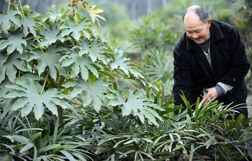 2月7日,绵竹市新市镇花农李春华在花圃里工作。李春华介绍,用沼夜种植的花草,叶大、色绿、病虫害少。新华社记者 李晓果 摄