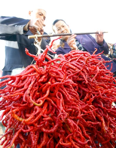 "循化红"线辣椒仅产于青海省循化撒拉族自治县境内的黄河两岸.