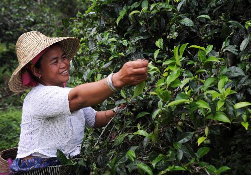 玉叶村人口_福旺镇玉叶村森木屯