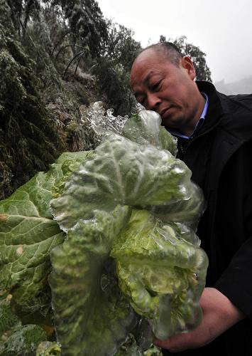 1月8日,灌阳县西山瑶族乡北江村一名群众在查看冰冻后的青菜。新华社记者陈瑞华摄