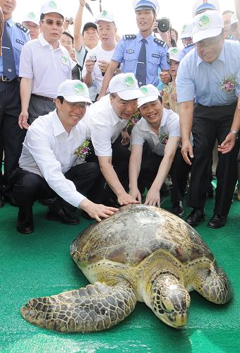 6月6日,一只85公斤重的大海龟被放归大海。 当日,2010南海生物资源增殖放流暨第三届广东“休渔放生节”主题活动在广东省阳江市海陵岛大角湾畔举行,共放流海水鱼苗100万尾、贝类10吨、海龟200只、鲎200只。活动期间,中国渔政和公安边防船只将对放生海域进行巡查,并发布放生海域禁渔公告。新华社发(梁文栋 摄)