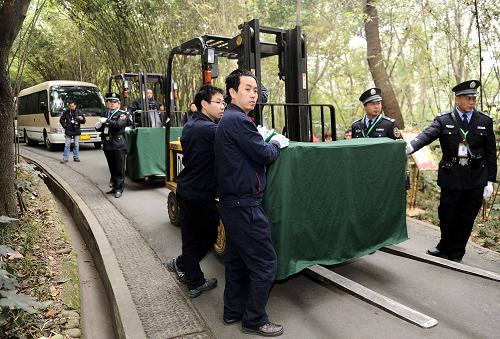 12月18日,工作人员正在运送大熊猫“开开”和“心心”上车。新华社记者 陈凯 摄