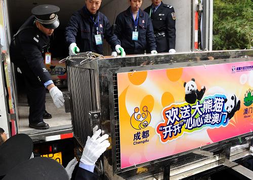 12月18日,在成都大熊猫繁育研究基地,工作人员正在运送大熊猫“心心”上车。新华社记者 陈凯 摄