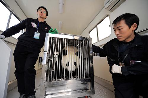 12月18日,熊猫“开开”在等待被转运。新华社记者 李桥桥 摄
