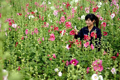 宁夏六盘山花卉示范园区内,一位游客在花丛中拍照(6月28日摄)。新华社记者 彭昭之 摄