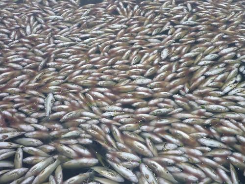 8月10日,湖南新邵,河面漂浮着已死亡的成鱼。新华社记者 刘良恒 摄