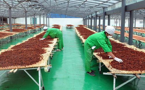 小梅子开拓大市场 梅果产业富农家 10月25日,两名工作人员在云南省大理白族自治州洱源县洱宝话梅厂的太阳能温室内晾晒梅果。 近年来,云南省大理白族自治州洱源县按照市场需求大力调整农业产业结构,采用“公司+基地+农户+自主创新”的新型农业产业化模式发展梅果产业。全县目前种植梅果的面积达8.3万多亩,鲜梅年产量1.3万多吨,已有10多家大中型梅果加工的龙头企业,上百种梅果产品远销日本、韩国等地及国内各省区,为当地少数民族群众脱贫致富找到了一条新路。数万名当地农民靠种植梅果及在梅果加工企业内工作,每年人均增收超过1万元。 新华社记者蔺以光摄