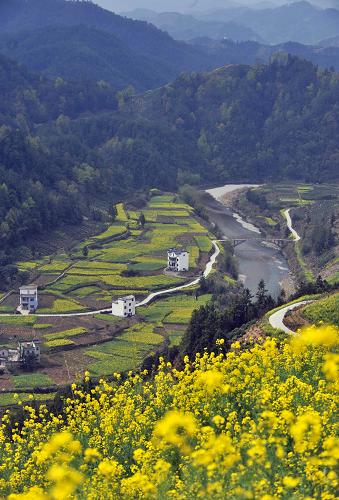 位于安徽歙县霞坑镇石潭村的深山油菜花与乡间公路、民居和谐一体,成为山区的美丽景观(4月3日摄)。地处皖南山区的安徽省歙县霞坑镇石潭村,是远近闻名的深山油菜花景区,2008年完成“村村通”山乡公路改造工程后,去石潭观赏的游客人数高峰时达到每天6000多人,为大山里的乡村带来“旅游经济”收入。2005年安徽实施“村村通”工程,已累计完成投资138亿元,仅2009年一年,安徽农村公路建设实际完成投资59亿元,完工里程16708公里,同比增长10.2%。新华社记者 王雷 摄