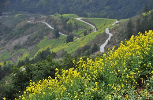 新建成的“村村通”公路穿行在深山油菜花丛中(4月3日摄)。新华社记者 王雷 摄