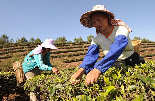 云南省普洱市墨江哈尼族自治县联珠镇路水村的村民在茶园里采摘春茶(4月8日摄)。在百年一遇的大旱面前,云南省普洱市墨江哈尼族自治县积极采取措施,做好生产抗旱自救工作,防灾减灾保增收。目前,全县正在着力抓紧低产茶园改造,加快改植换种、良种推广步伐,并推进分级采摘,注意病虫害防治,力争把旱灾所致的损失降到最低点。墨江哈尼族自治县的茶园面积达23万亩,生产的普洱茶、红茶、绿茶、花茶等优质茶叶远销20多个国家和地区。新华社记者 蔺以光 摄