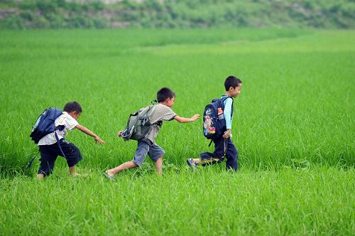 5月26日,在广西柳江县成团镇六偶村,3名小学生放学后在稻田间追逐嬉戏。课堂之外,游戏之余,乡村孩童们在劳动上体验着生活的情趣和对成长的期待。别样的乡村,别样的童年,构成一幅幅纯真有趣令人感动的画面。新华社记者 黄孝邦 摄