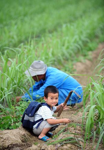 5月26日,在广西柳江县成团镇六偶村,3岁的熊誉皓在甘蔗地里玩耍。新华社记者 黄孝邦 摄