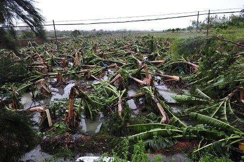 吴川市覃巴镇对面坡村面积400多亩的香蕉种植基地被毁(7月23日摄)。台风“灿都”于7月22日登陆广东之后,带来严重灾害,截至23日12时,“灿都”已造成广东湛江市700多万人受灾,2人死亡,160多万亩农田受灾。新华社记者 梁旭 摄