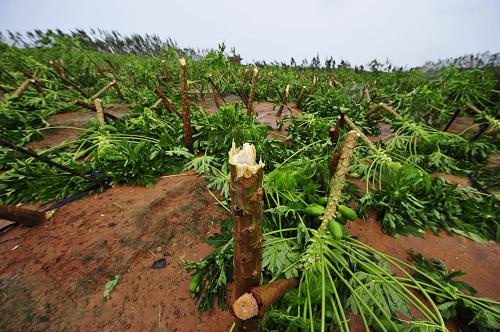 吴川市覃巴镇对面坡村面积约为100亩的木瓜种植基地被毁(7月23日摄)。新华社记者 梁旭 摄