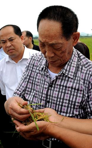 袁隆平心系南疆超级稻