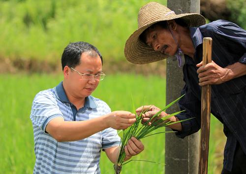 8月25日,广西融安县的农业技术人员(左)在大良镇大良村大安屯为群众讲解南方水稻黑条矮缩病的特点和防治方法。新华社发(谭凯兴 摄)