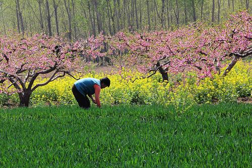 2012年4月13日,河南省内黄县豆公乡崔大晁村村民关秀得在管理麦田。今年57岁的关秀得家中5口人,12亩耕地,其中有2亩桃园。“原来割麦都用镰刀,装车往外拉,然后打场、晾晒,一片麦田得用十来天才能收完。现在俺一个老婆子一天不用就把麦子收好了”,关秀得说。新华社发(刘肖坤 摄)