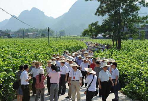 7月5日,参加广西现代蚕业会议的代表在宜州养蚕专业村——永定村的桑园参观。 近年来,广西出台相关政策和提供资金,助推宜州市桑蚕丝绸产业循环经济示范区建设。据广西现代蚕业工作会议发布的数据,广西宜州市今年上半年全市农民种桑养蚕总面积超过30万亩,饲养蚕种81万张,产鲜茧3.1万吨,养蚕总收入达12.4亿元,养蚕收入同比增长34.7%。新华社发(喻湘泉 摄)