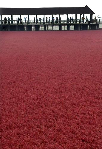 9月12日,游客们在景区内的游廊下观赏“红海”美景。新华社记者 王颂 摄