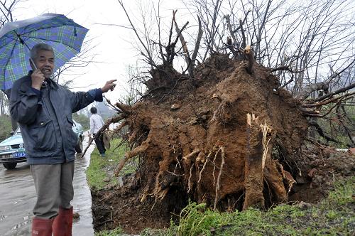 4月5日,广东清远连州市一棵大树被大风连根拔起。当日,广东大部分地区出现强降雨,局部地区出现冰雹,部分地区遭遇雷雨大风,清远出现最大风力达14级。这造成清远市局部地区部分房屋倒塌、农田和供电线路损毁。截至当日19时,尚未有人员伤亡报告。新华社发(李作描 摄)