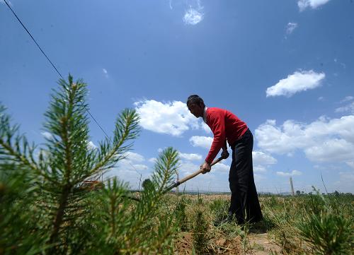 6月12日,朔州市右玉县高墙框村的村民刘德才在为小树苗锄草。他家培育了9亩樟子松,去年卖了20多万。“雁门关外野人家,不养桑蚕不种麻。”古代诗人曾经这样描述山西朔州等雁北地区的荒凉与艰辛。近年来,朔州市大力推进植树造林,记者近日在这里采访发现,过去不种桑麻的“野人家”如今纷纷自办苗圃,念起了既能绿化又能增收的苗木“生意经”,种起了“摇钱树”,苗木培育成为当地农民增收致富的“绿色银行”。目前,朔州市的苗木总面积已达5.9万亩,其中169个规模以上民营苗圃面积3.6万亩,培育农民苗木经纪人2000多人。新华社记者 燕雁 摄