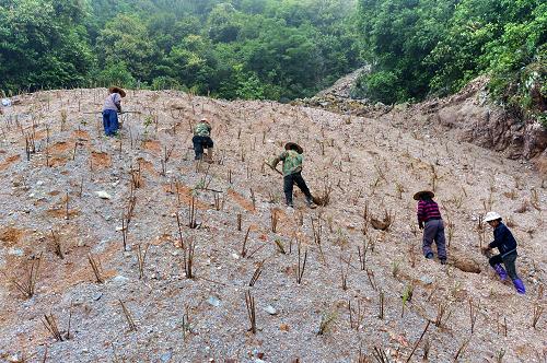 5月8日,工人在福州市晋安区峨嵋村加良山矿区种植苗木,恢复植被。今年以来,福州市纪检监察机关会同国土、林业等相关部门对福州市晋安区宦溪镇峨嵋村加良山矿区“青山挂白”治理工作进行专项执法监察,严厉打击非法采矿活动,组织力量恢复山体植被。峨嵋村加良山矿区是叶腊石和芙蓉石的采集地,近年来因无序采挖,植被受到破坏,造成水土严重流失。新华社记者 张国俊 摄