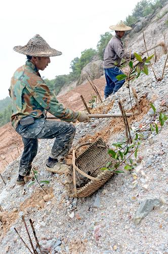 5月8日,工人在福州市晋安区峨嵋村加良山矿区种植苗木,恢复植被。新华社记者 张国俊 摄