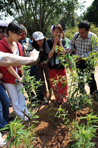 一名傣族导游(右二)在西双版纳热带植物园内为游客介绍一种听到歌声会跳舞的热带植物“跳舞草”(2月23日摄)。 早春时节,地处祖国西南边陲的云南省西双版纳傣族自治州已是春光明媚,鲜花盛开,吸引大批海内外游客前来踏春赏景、体验民族风情。据统计,2010年西双版纳全州接待国内外旅游者达853万人次,同比增长16.5%。 新华社记者 蔺以光 摄