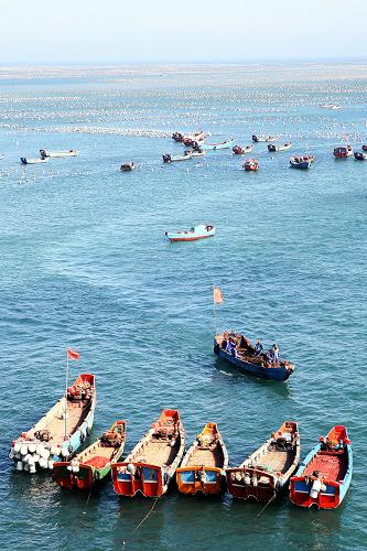 东海海上牧场迎丰收季 7月23日,浙江省嵊泗县枸杞乡的养殖户在海上准备打捞成熟的贻贝。 每年7、8月是浙江舟山群岛最北部的海岛县——嵊泗县的贻贝丰收季,养殖户们迎来一年中最忙碌的时节。贻贝俗称淡菜,是一种具有较高营养价值的贝壳类海鲜食品。2012年嵊泗县海上贻贝养殖面积超过2万亩,产值超过1亿元,是名副其实的海上牧场,贻贝养殖已成为当地百姓主要的经济来源。 新华社记者 徐昱 摄