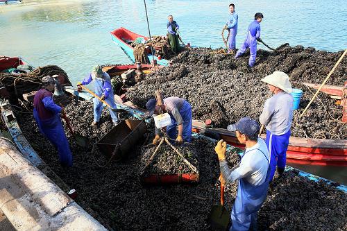 7月23日,浙江省嵊泗县贻贝养殖场的渔民将收获的贻贝装车,准备送往加工厂。 每年7、8月是浙江舟山群岛最北部的海岛县——嵊泗县的贻贝丰收季,养殖户们迎来一年中最忙碌的时节。贻贝俗称淡菜,是一种具有较高营养价值的贝壳类海鲜食品。2012年嵊泗县海上贻贝养殖面积超过2万亩,产值超过1亿元,是名副其实的海上牧场,贻贝养殖已成为当地百姓主要的经济来源。 新华社记者 徐昱 摄