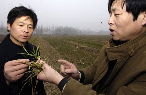 2月3日,陕西省泾惠渠管理局的党永仁(右)与工作人员一起在田间查看旱情。新华社记者 陈钢摄